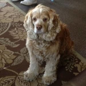 Meet your Posher, Patsy